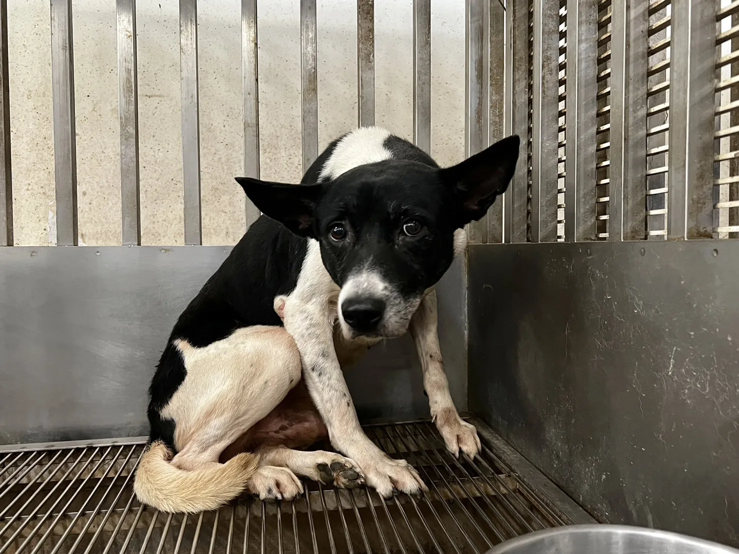 混種犬