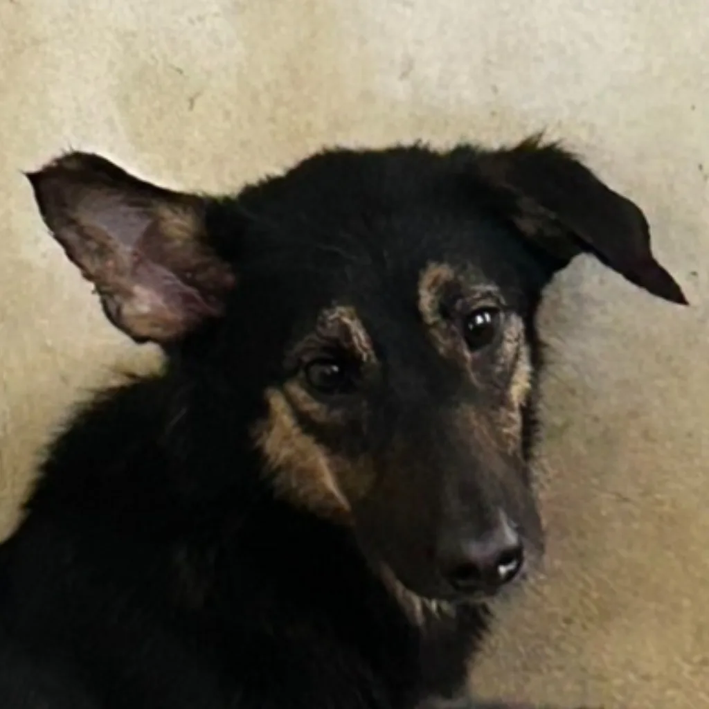 混種犬