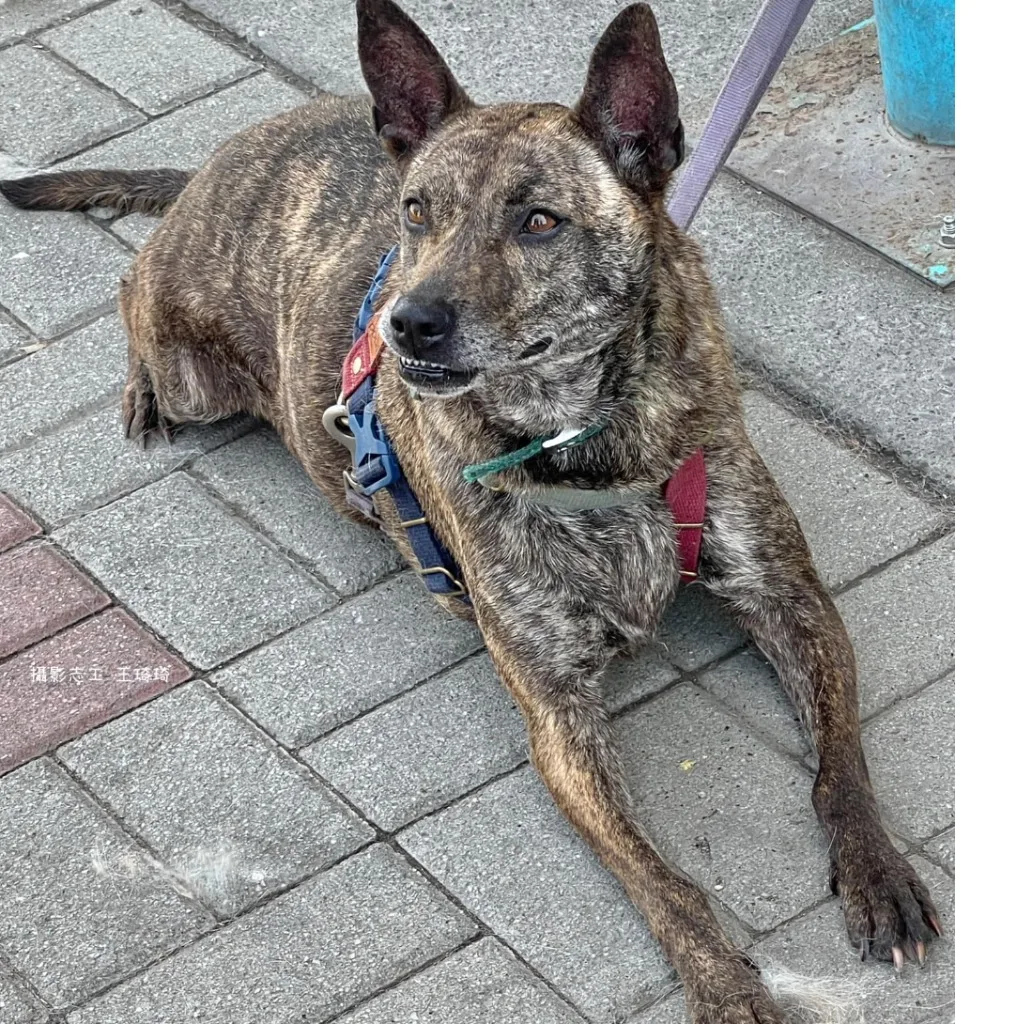 混種犬