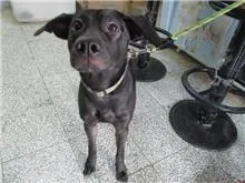 混種犬