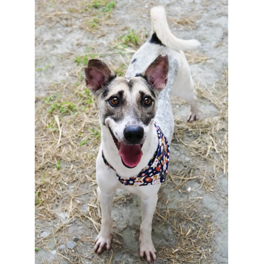混種犬