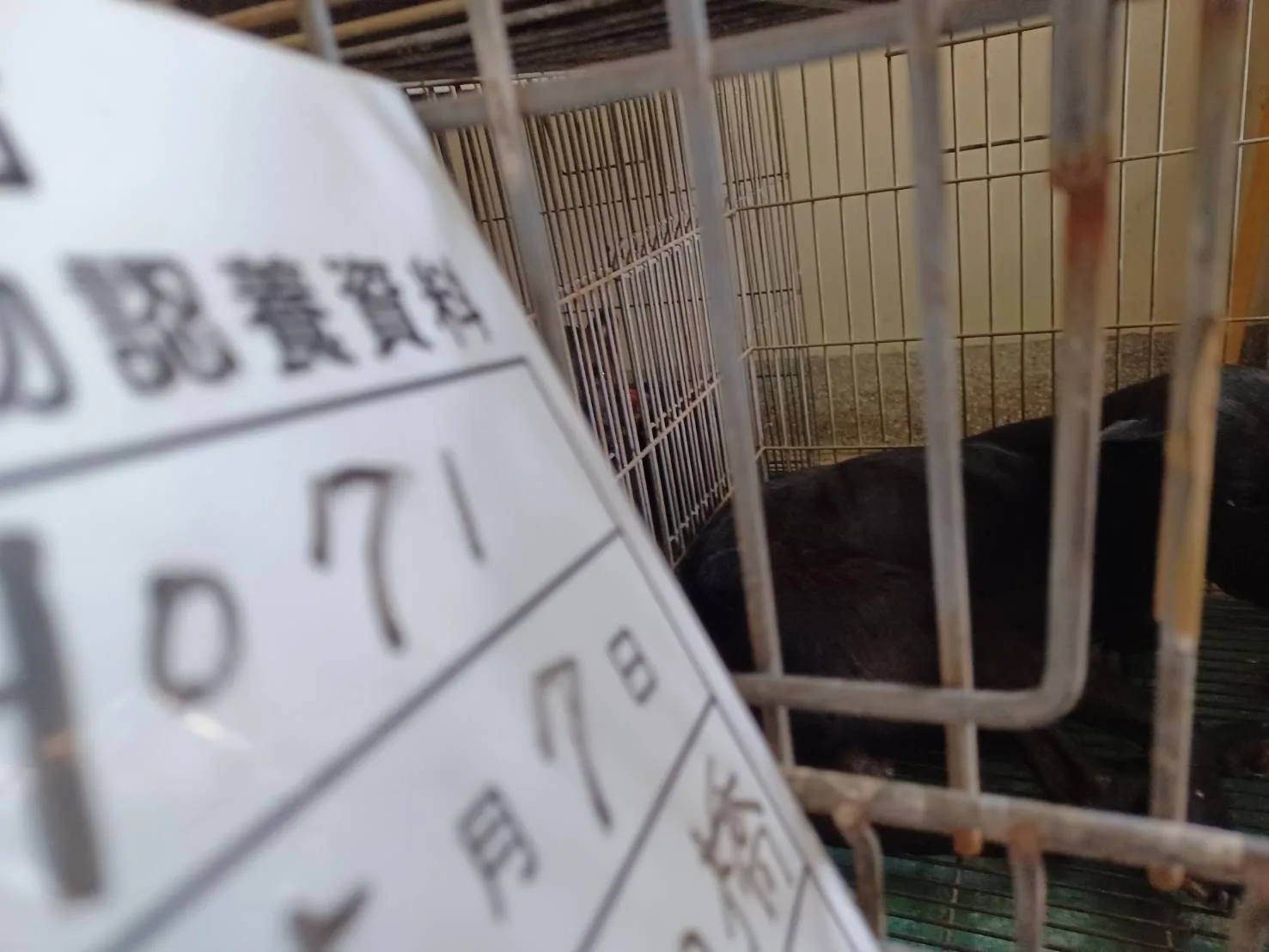 混種犬