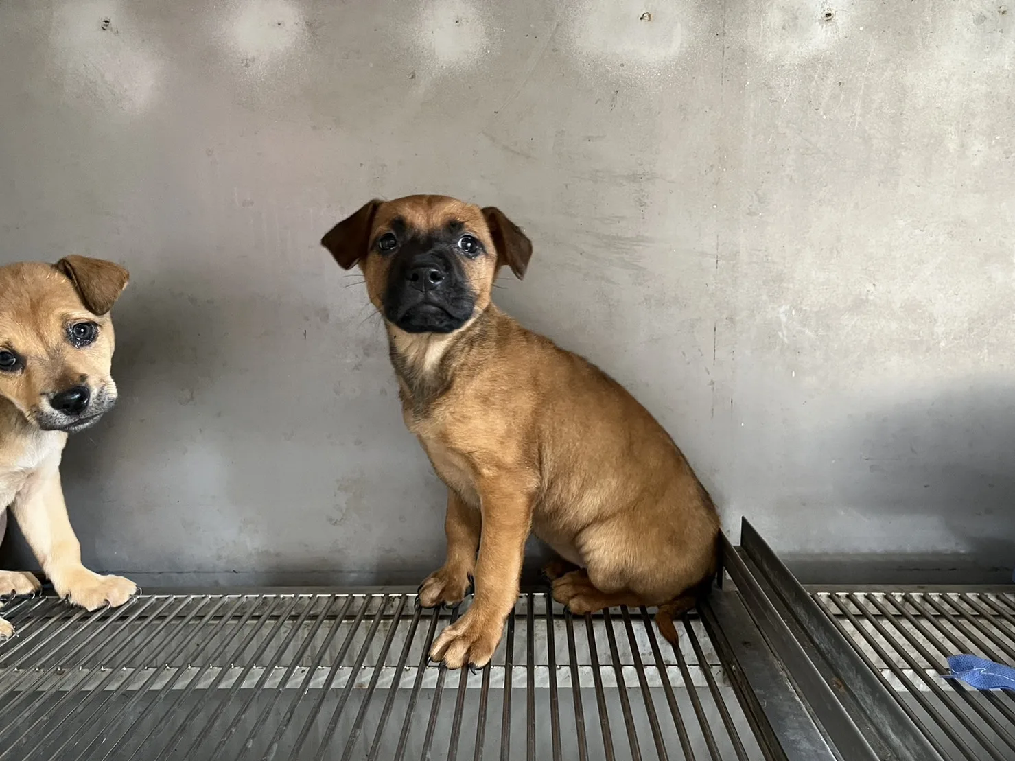 混種犬