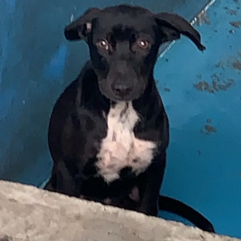 混種犬