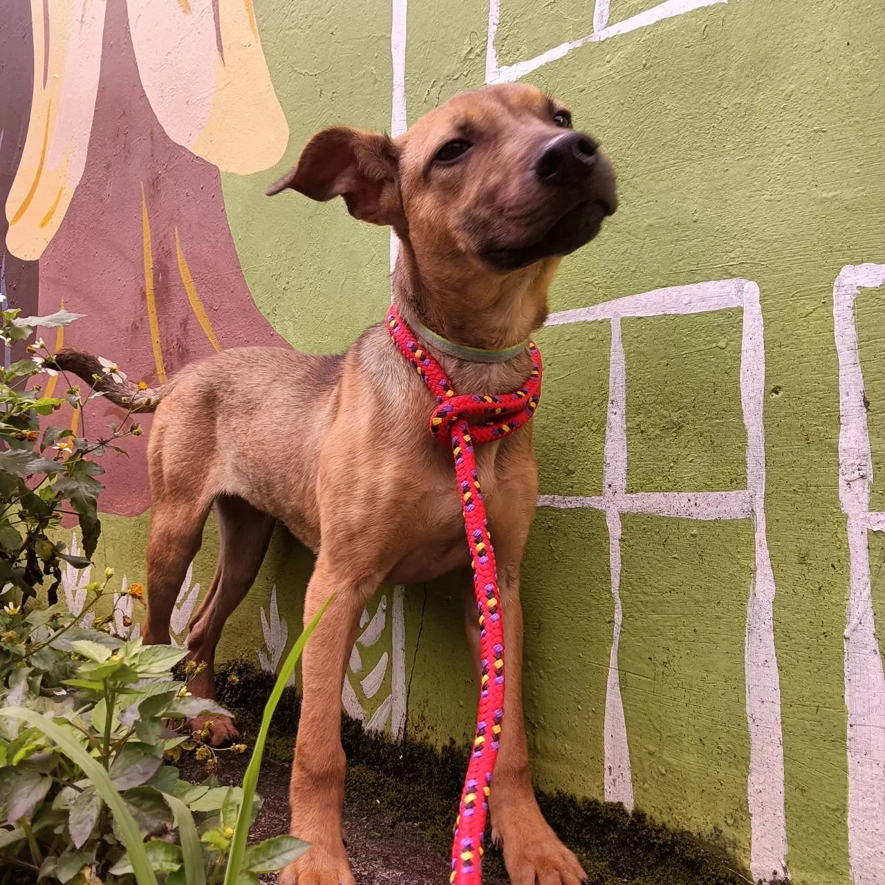 混種犬