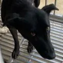 混種犬
