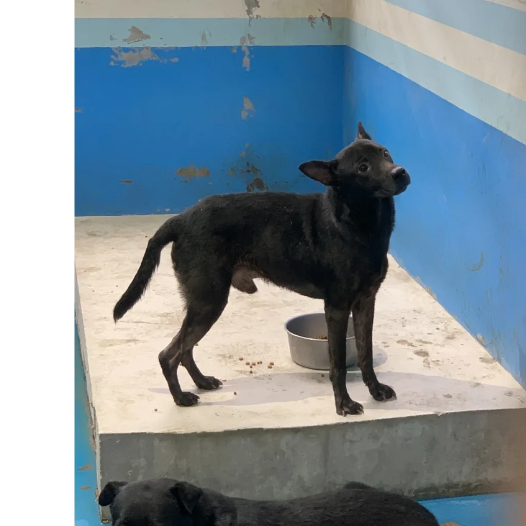 混種犬