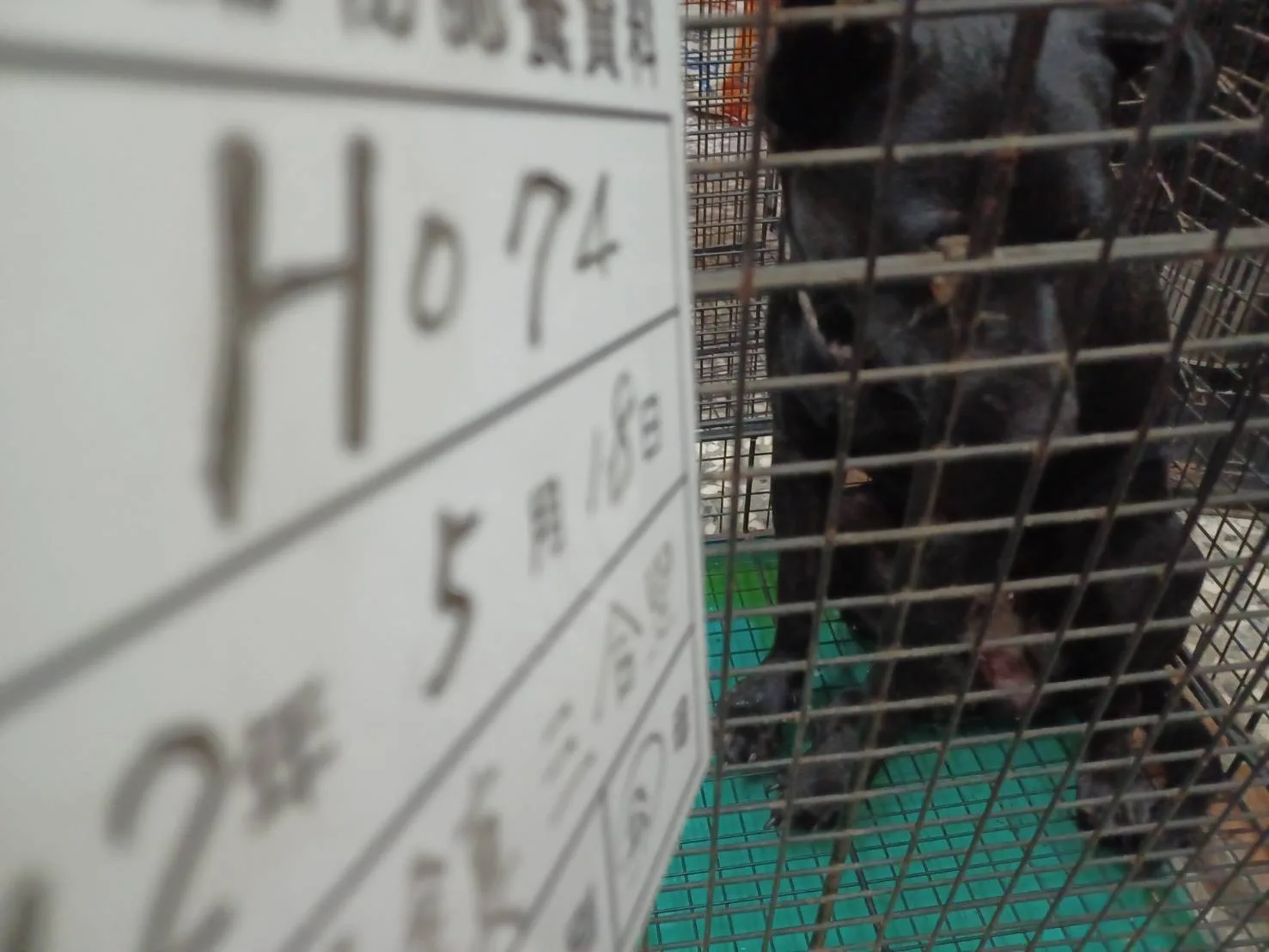 混種犬