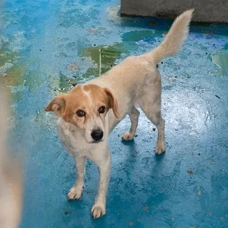 混種犬