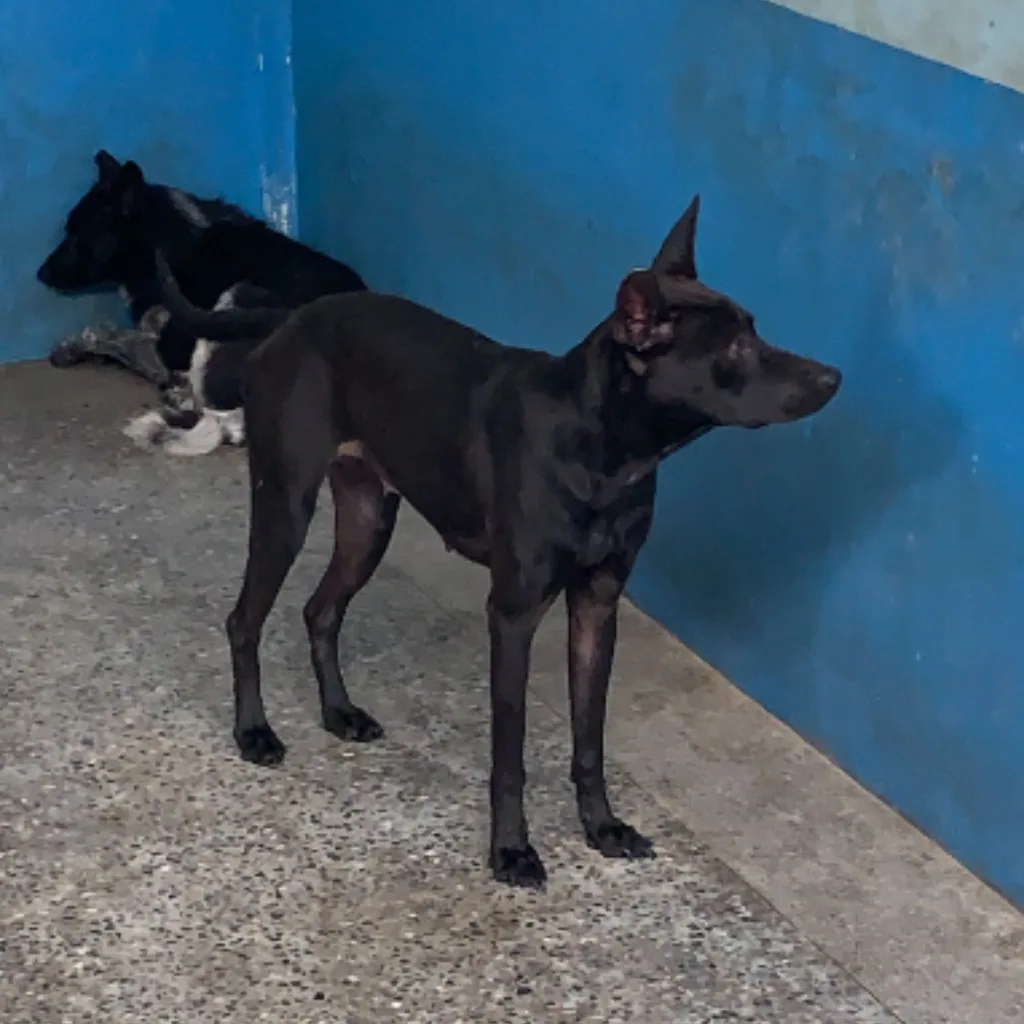 混種犬