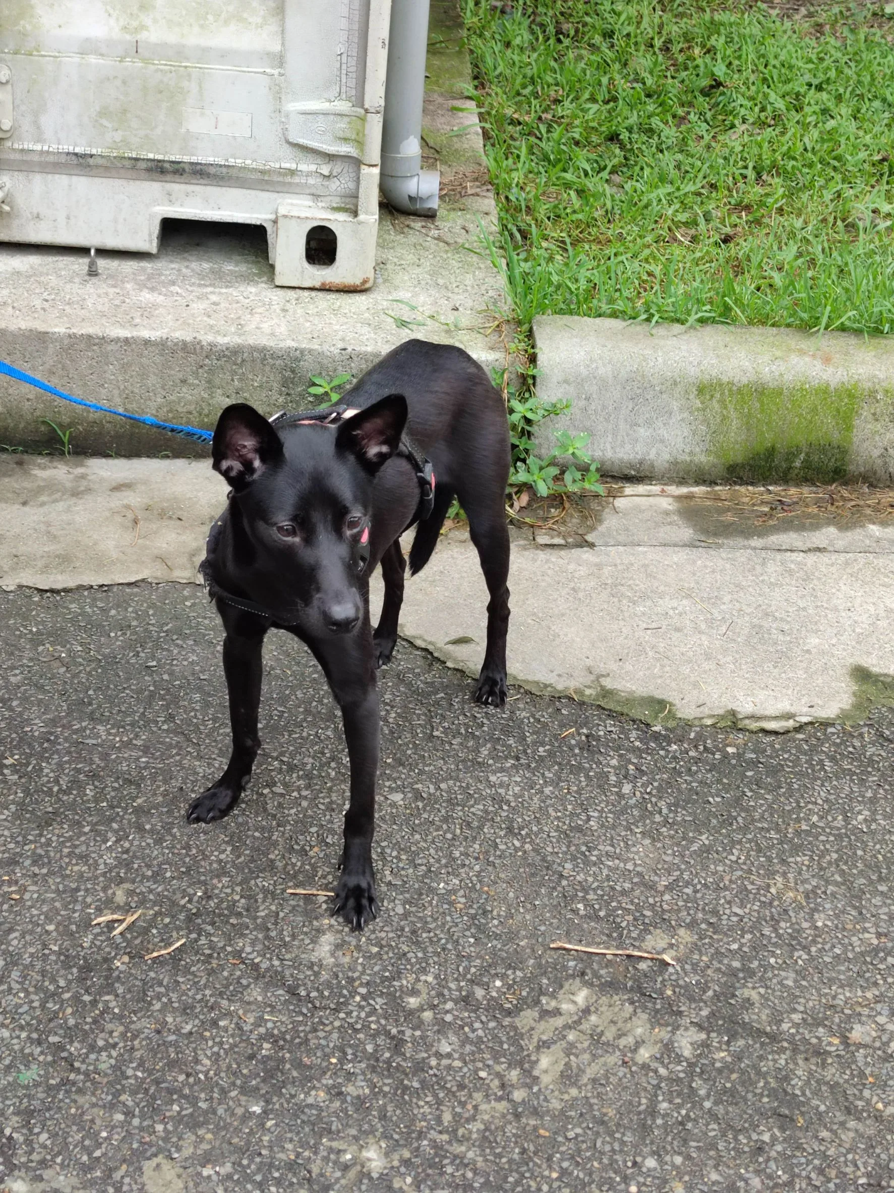 混種犬