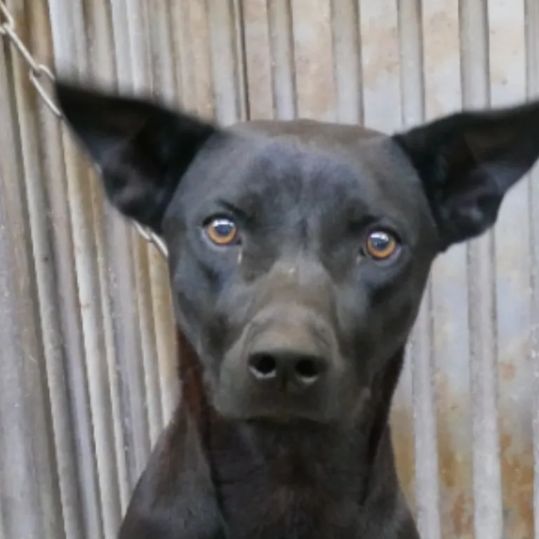 混種犬