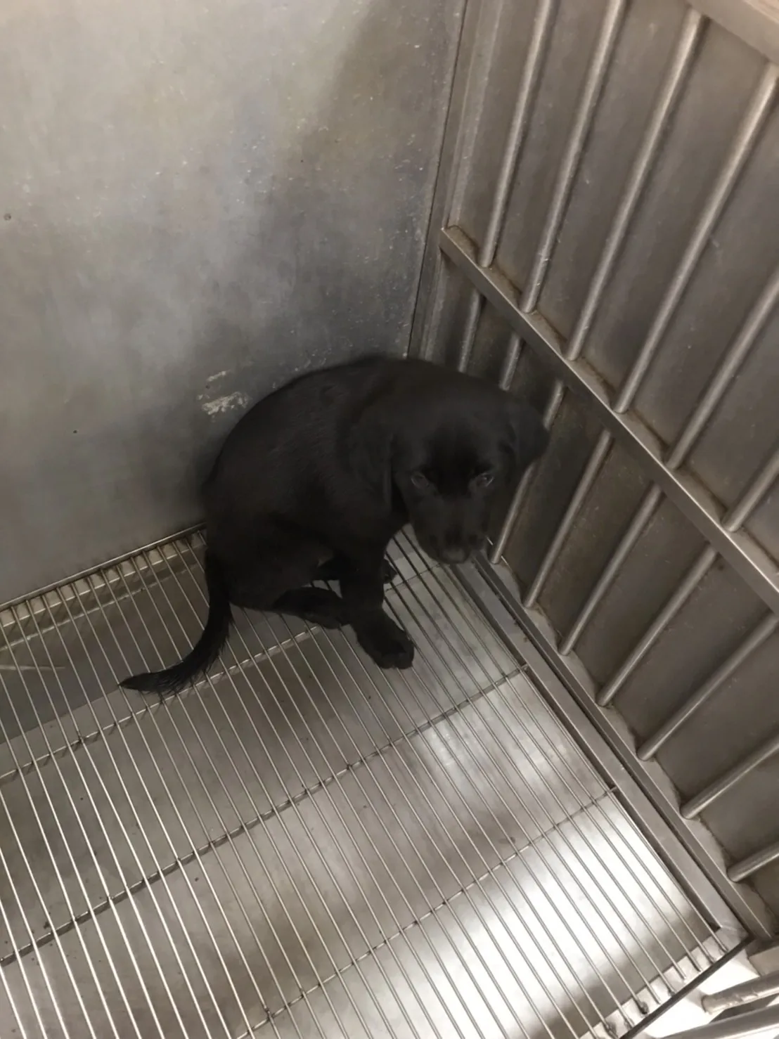 混種犬