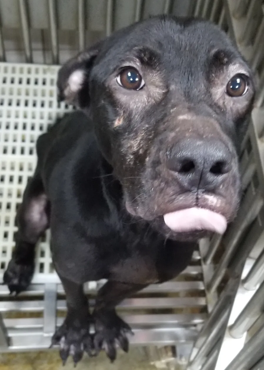 混種犬
