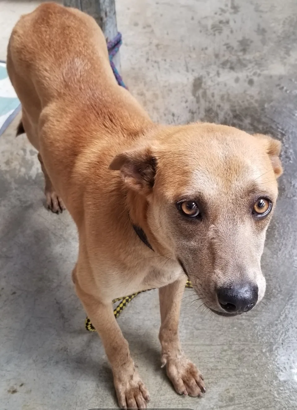 混種犬