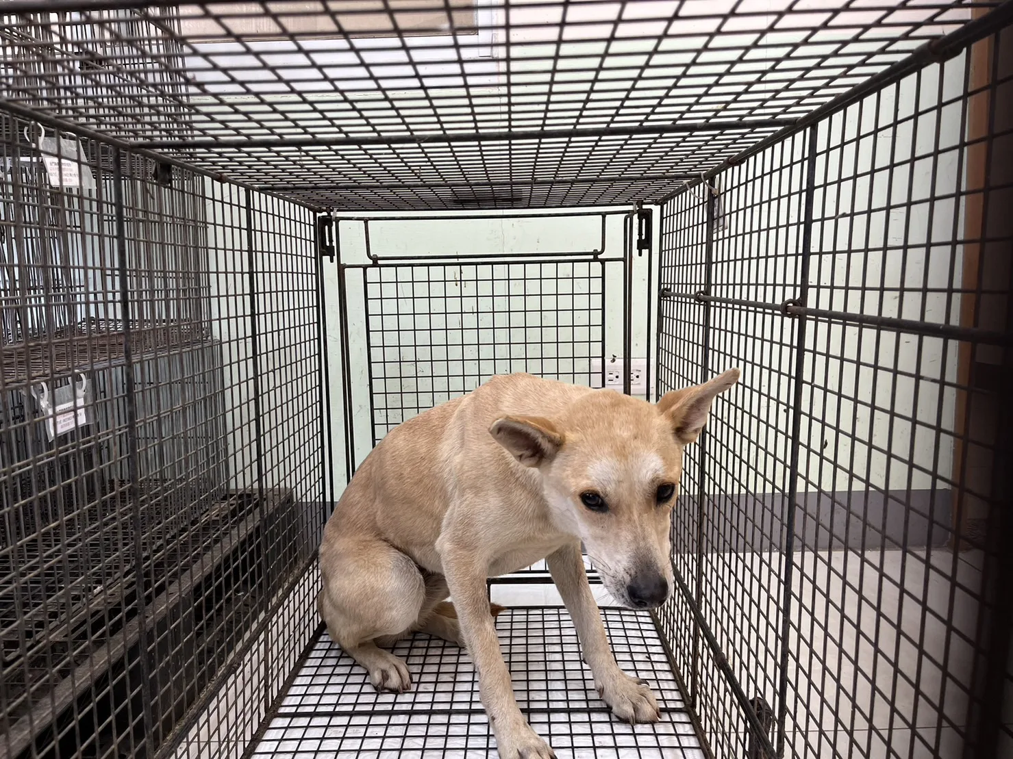 混種犬