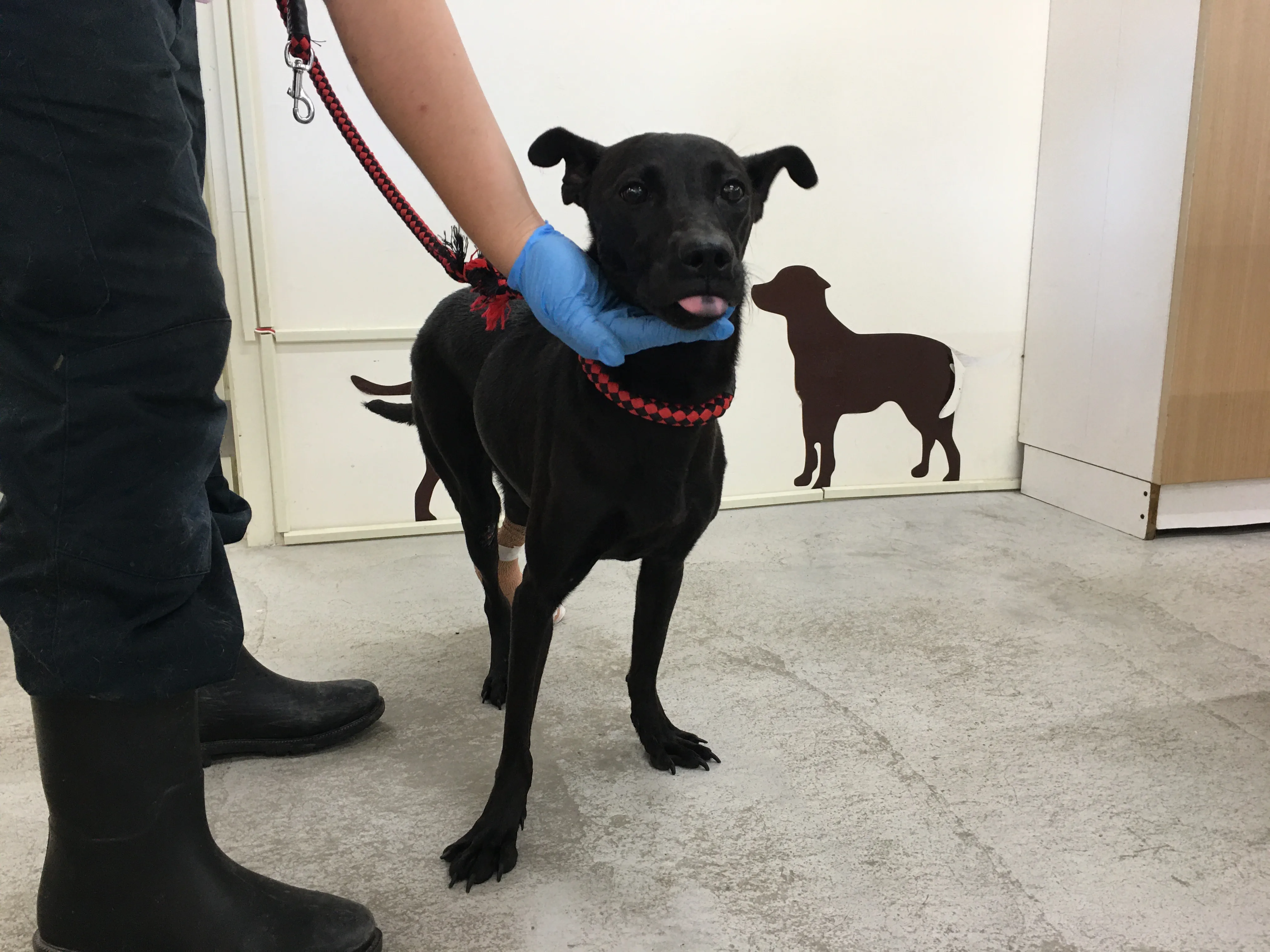 混種犬