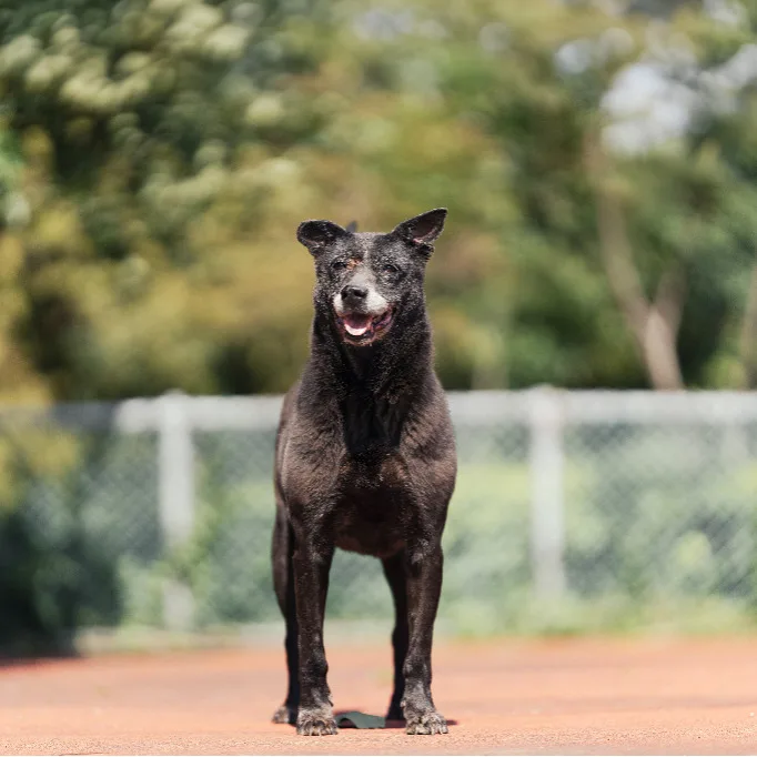 混種犬