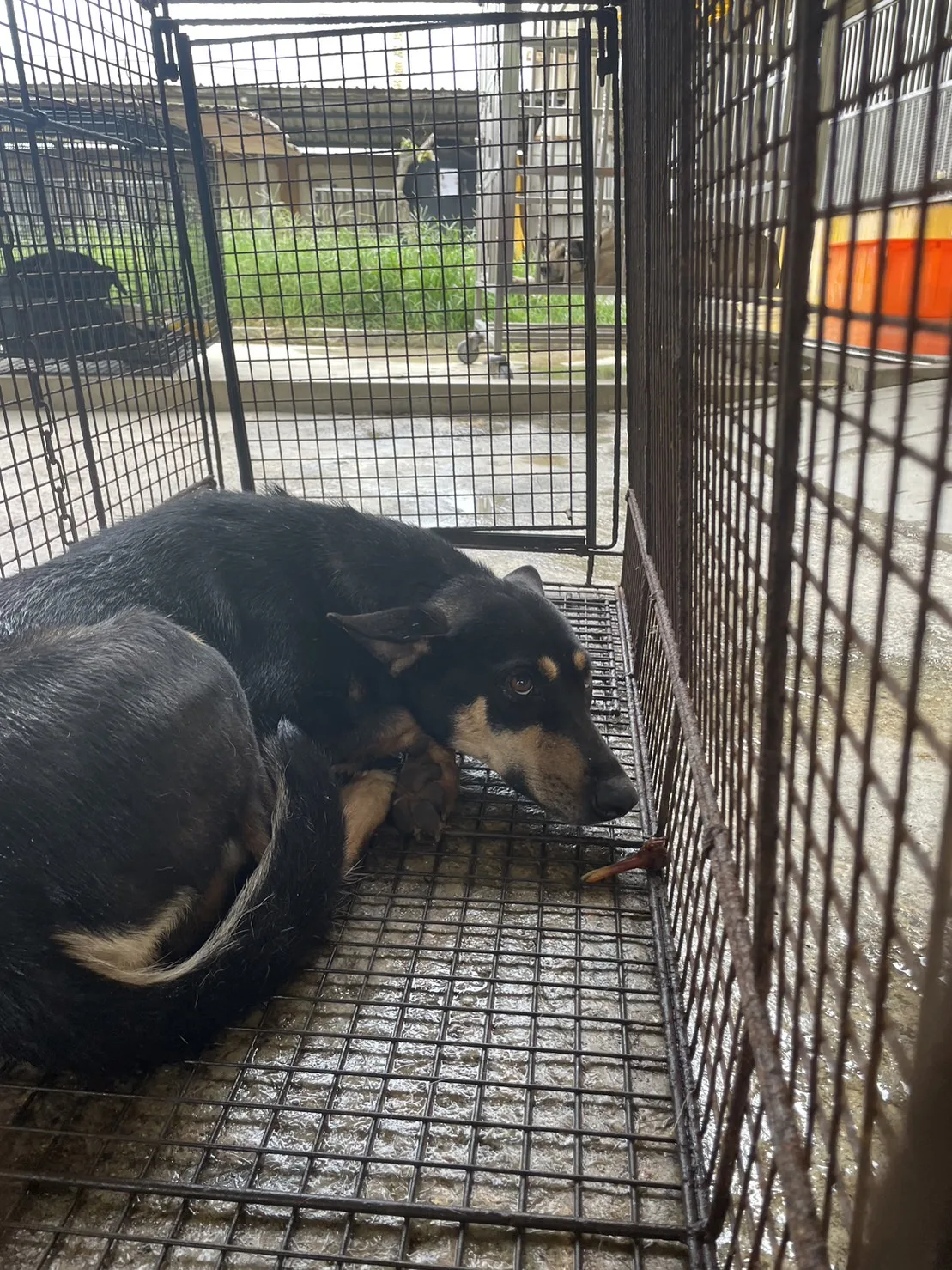 混種犬