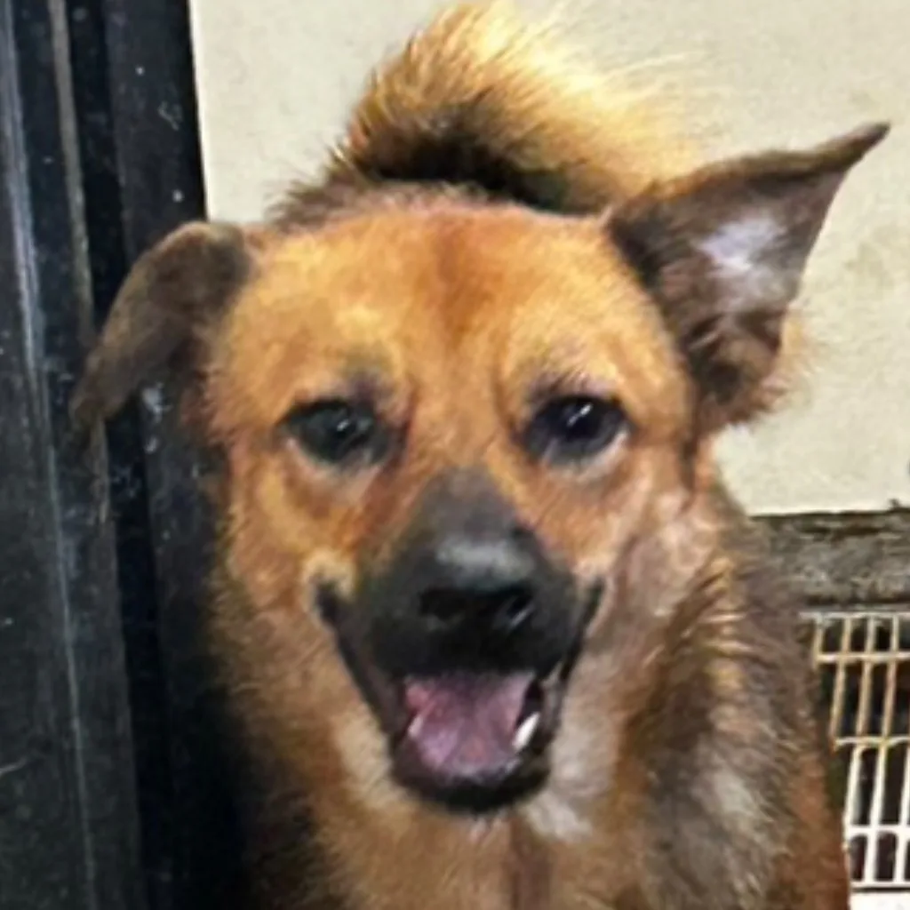 混種犬