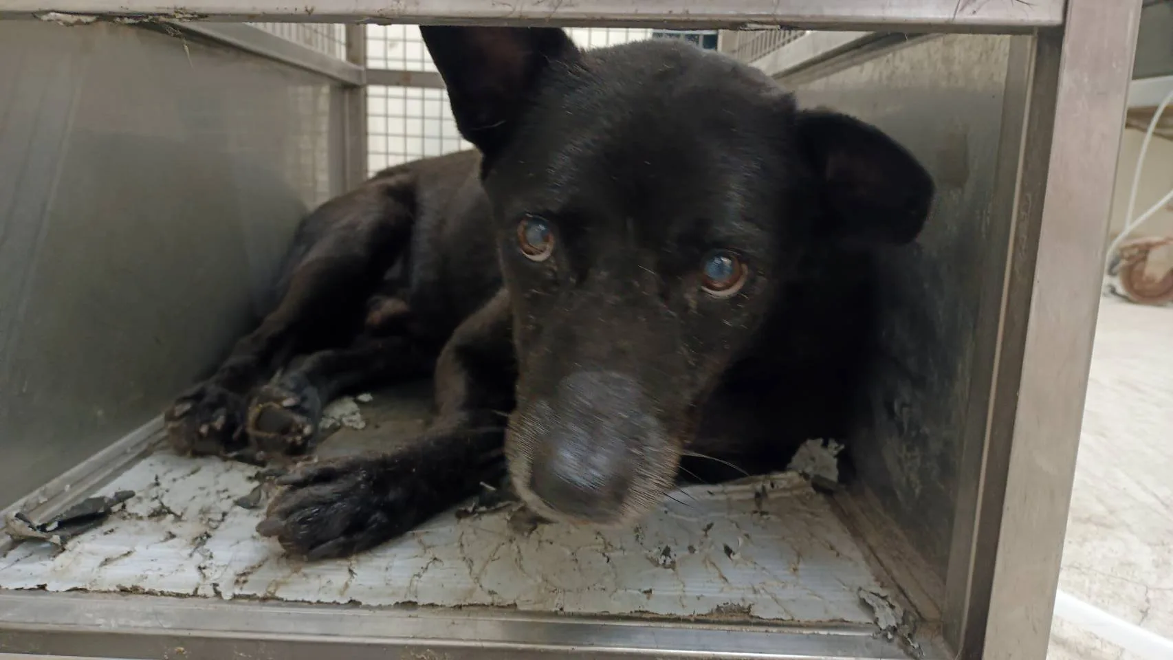 混種犬