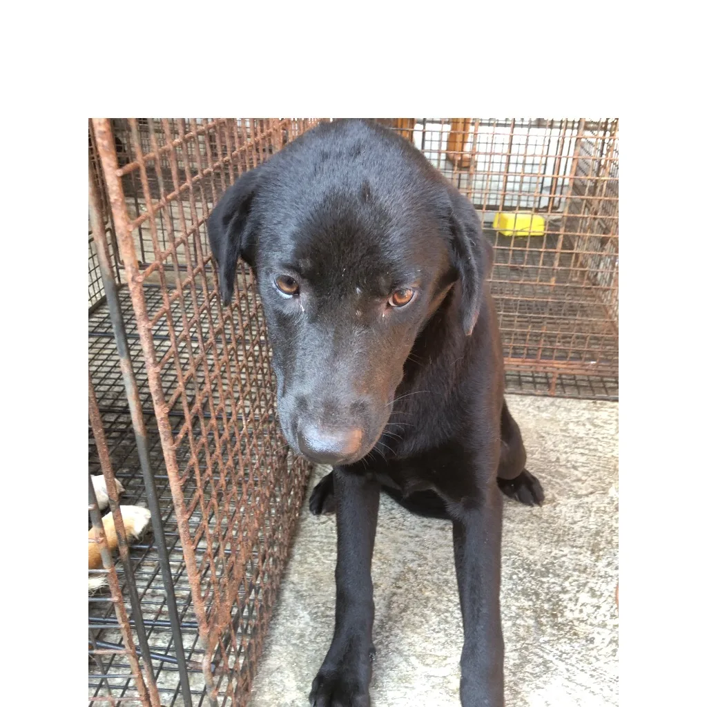 混種犬