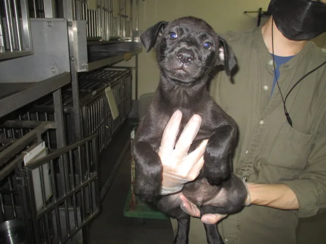 混種犬