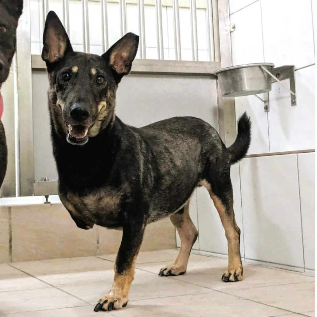 混種犬