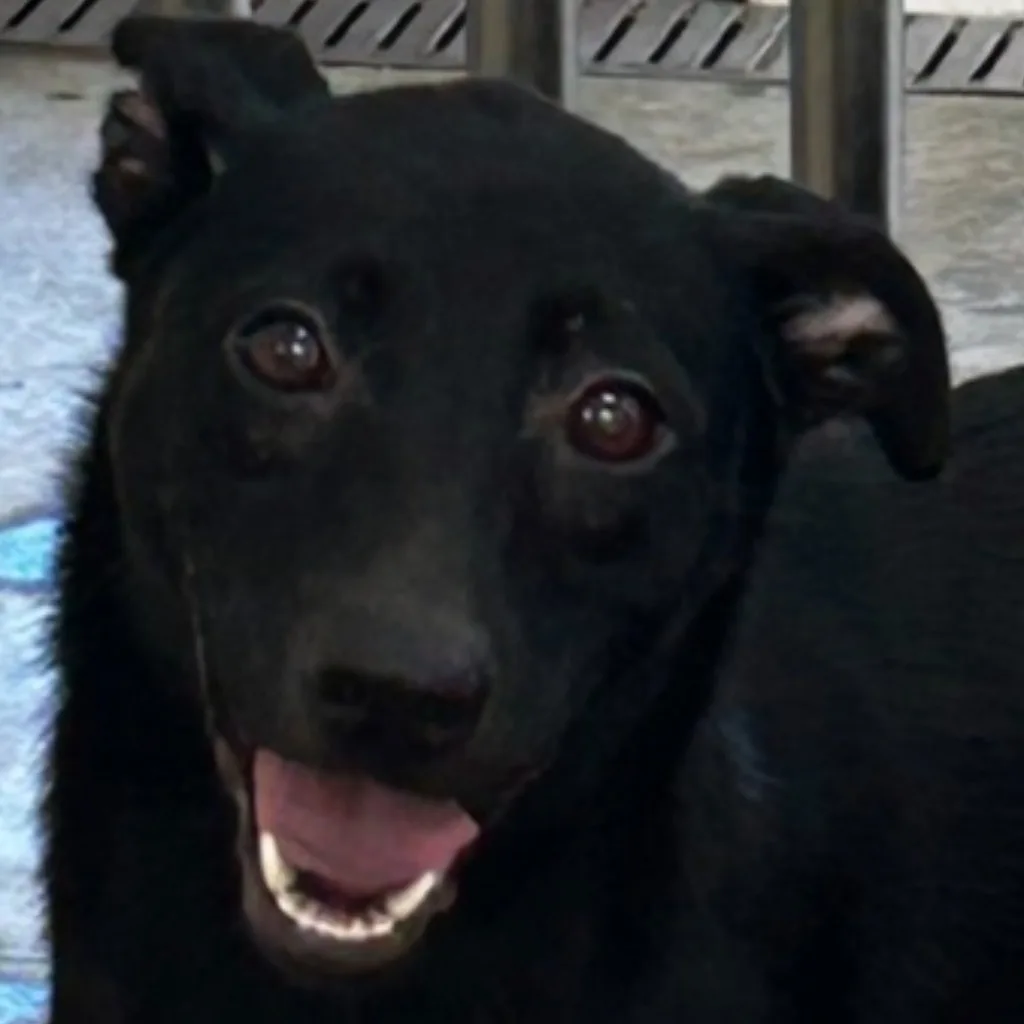 混種犬