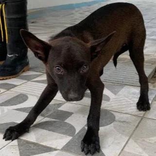 混種犬