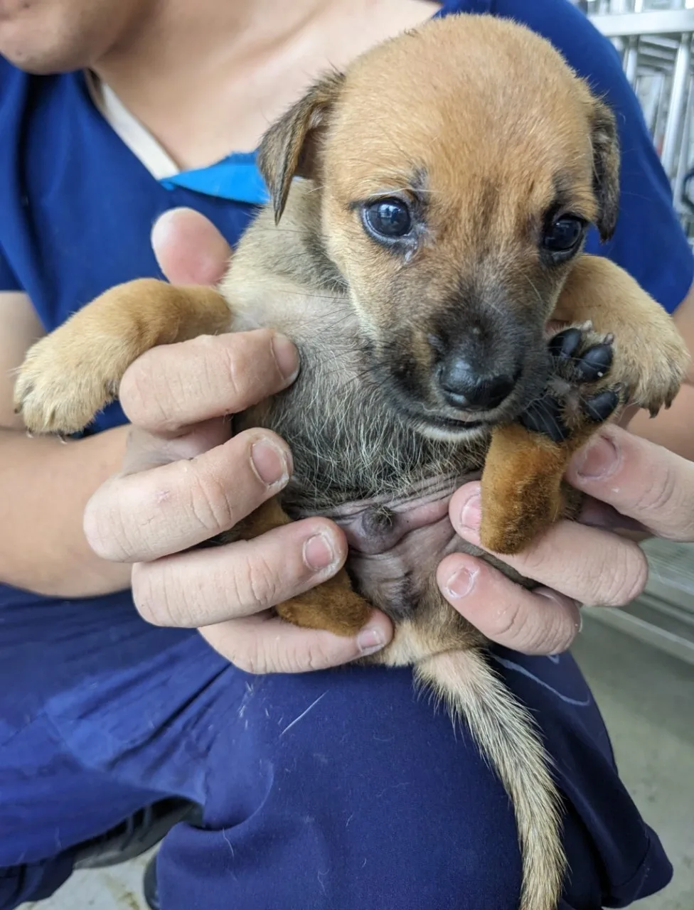 混種犬