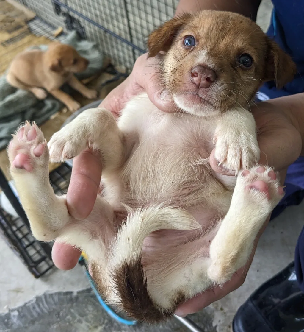 混種犬