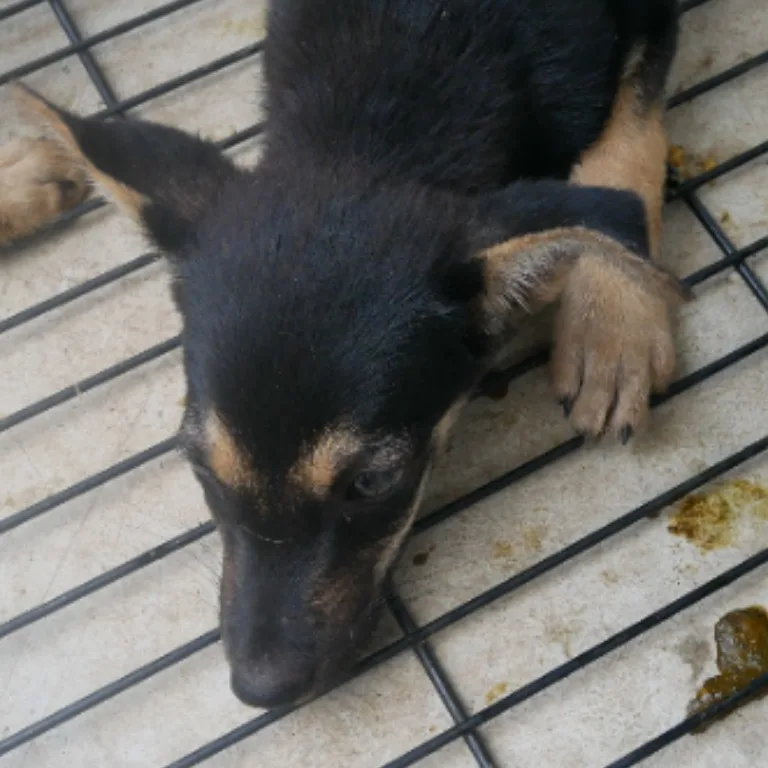 混種犬