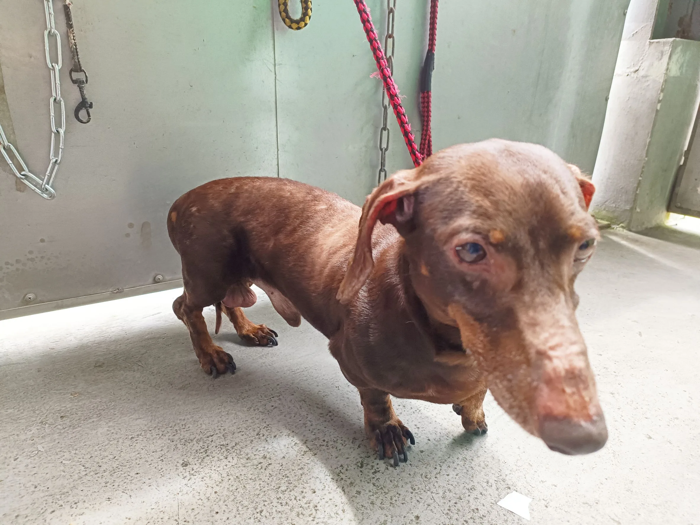 臘腸犬