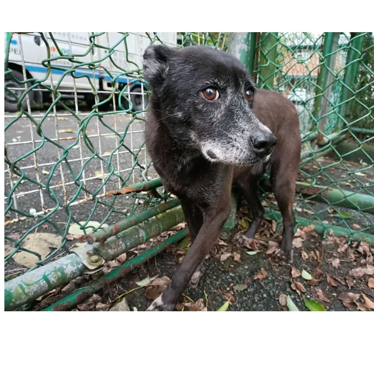 混種犬
