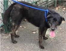 混種犬