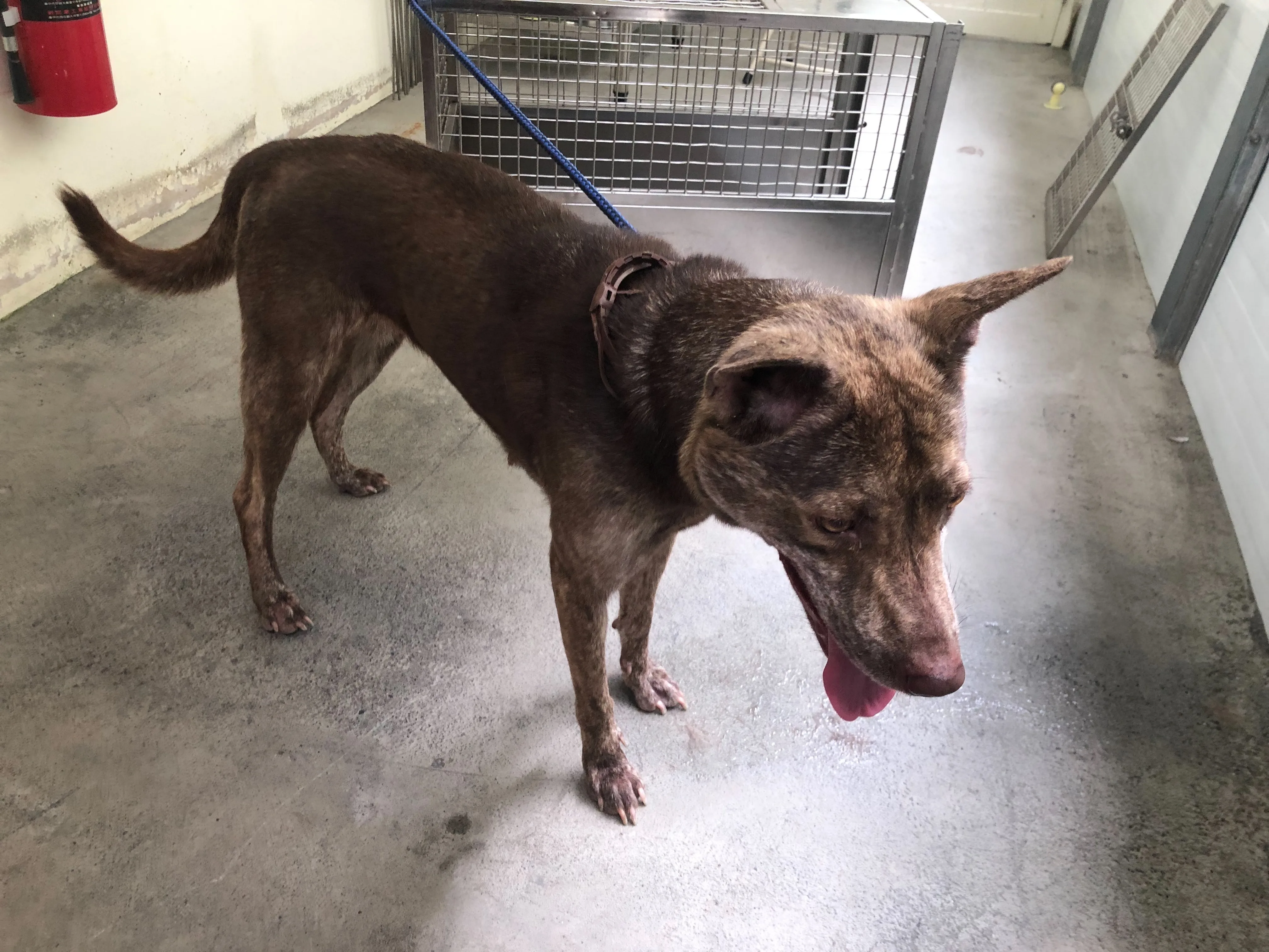 混種犬