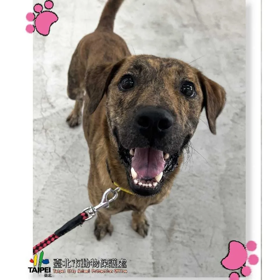 混種犬