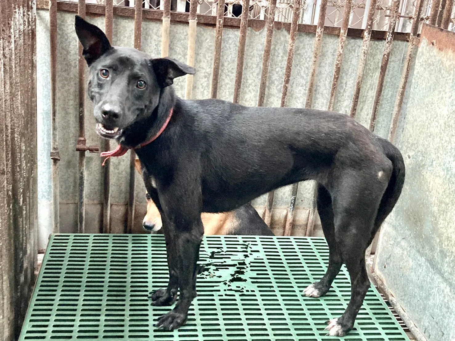 混種犬