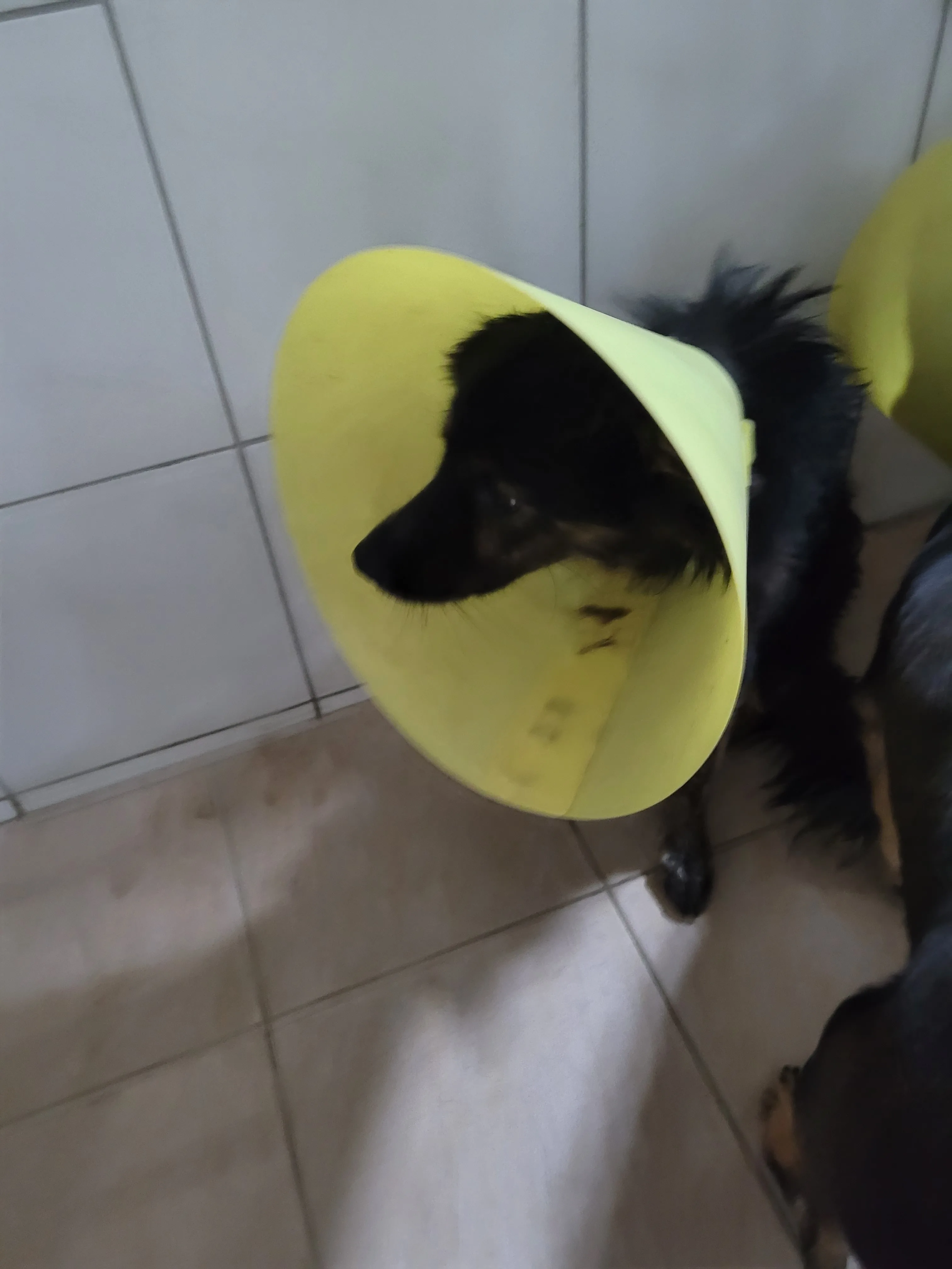 混種犬