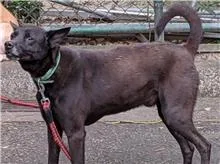 混種犬