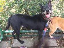 混種犬