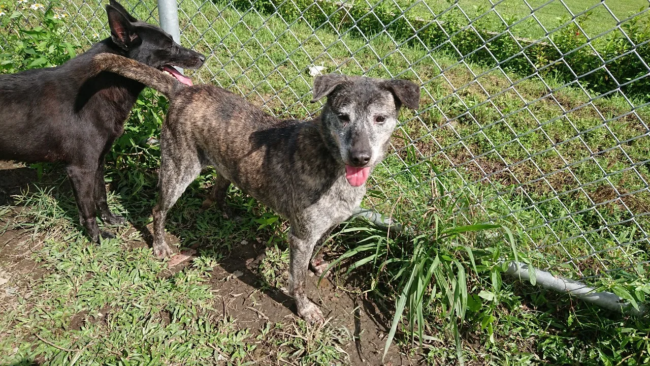 混種犬