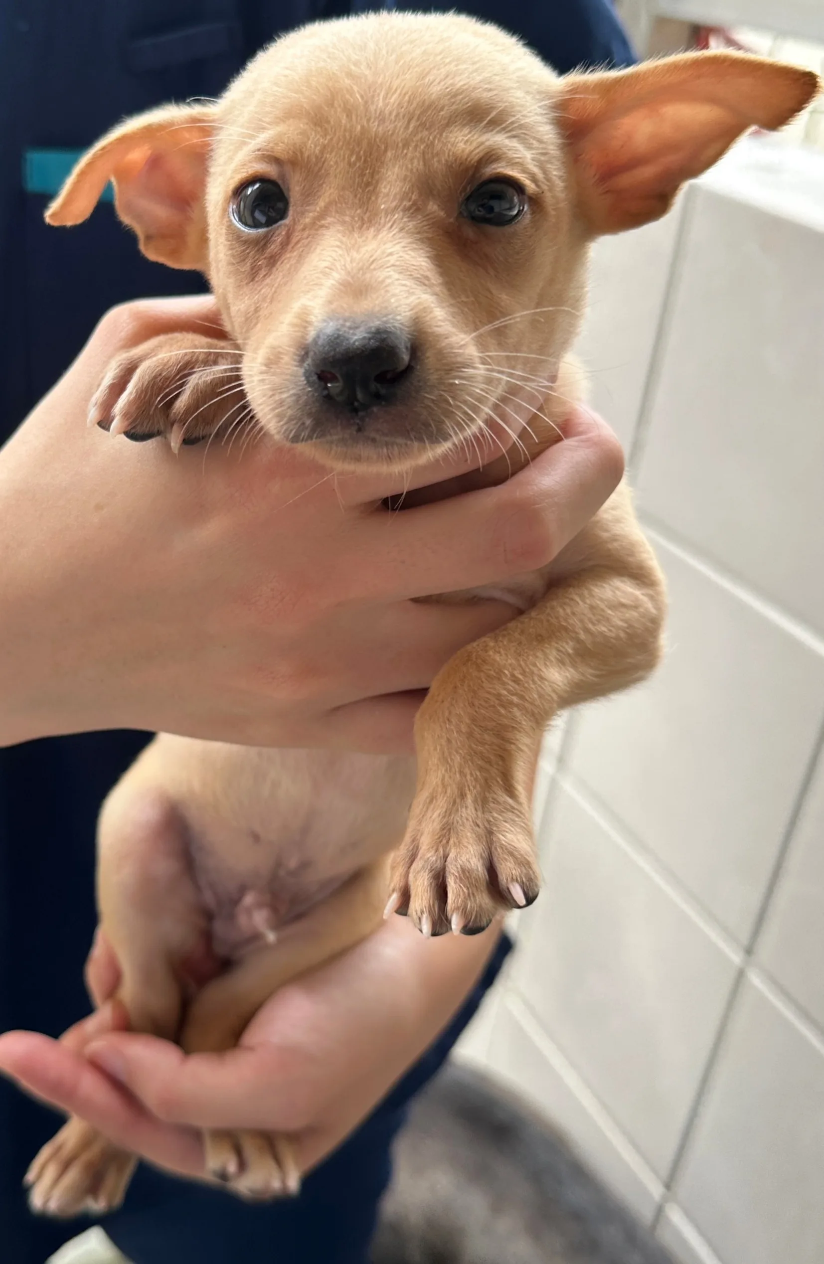 混種犬