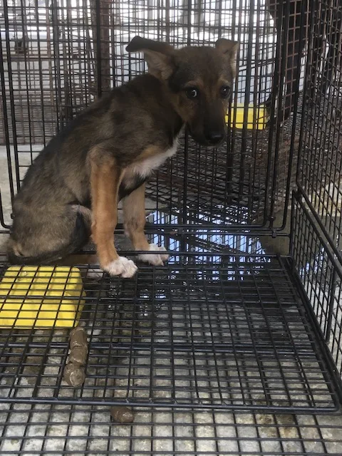混種犬