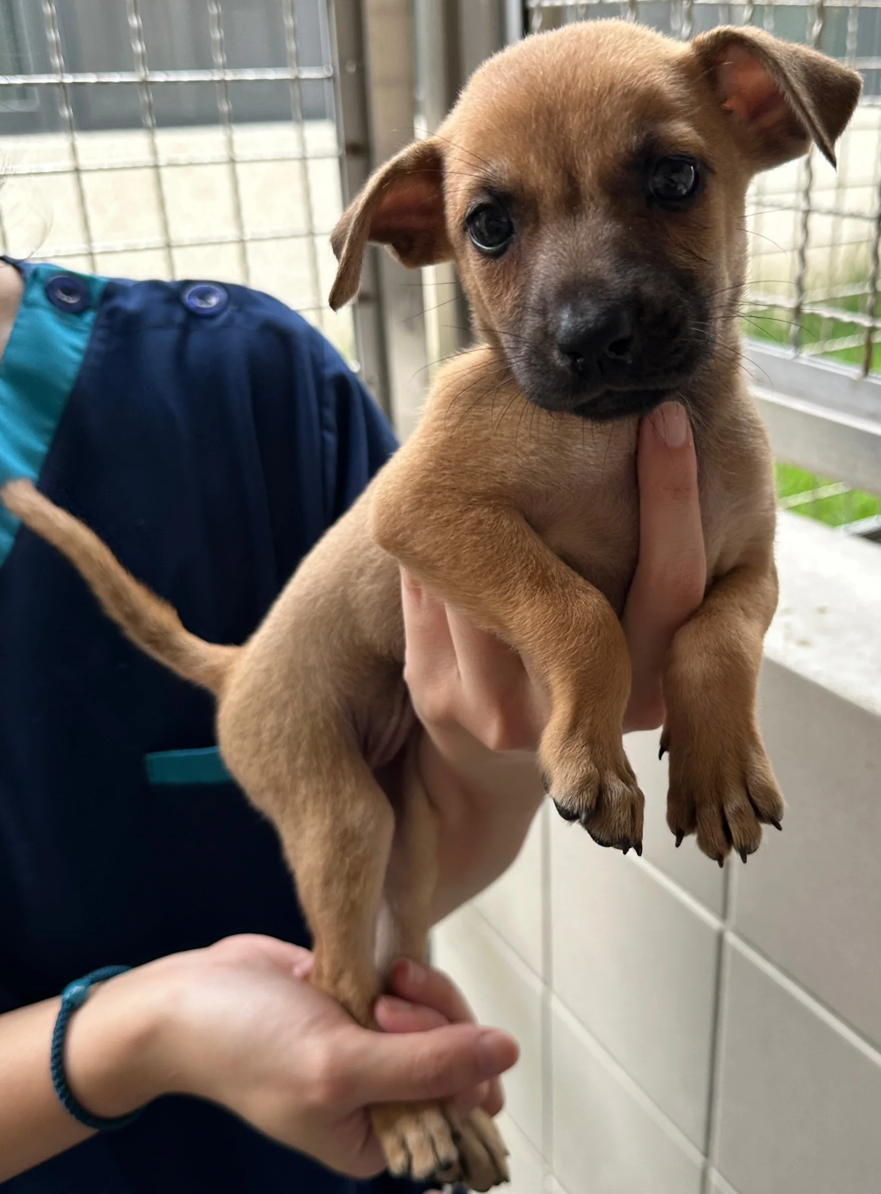 混種犬