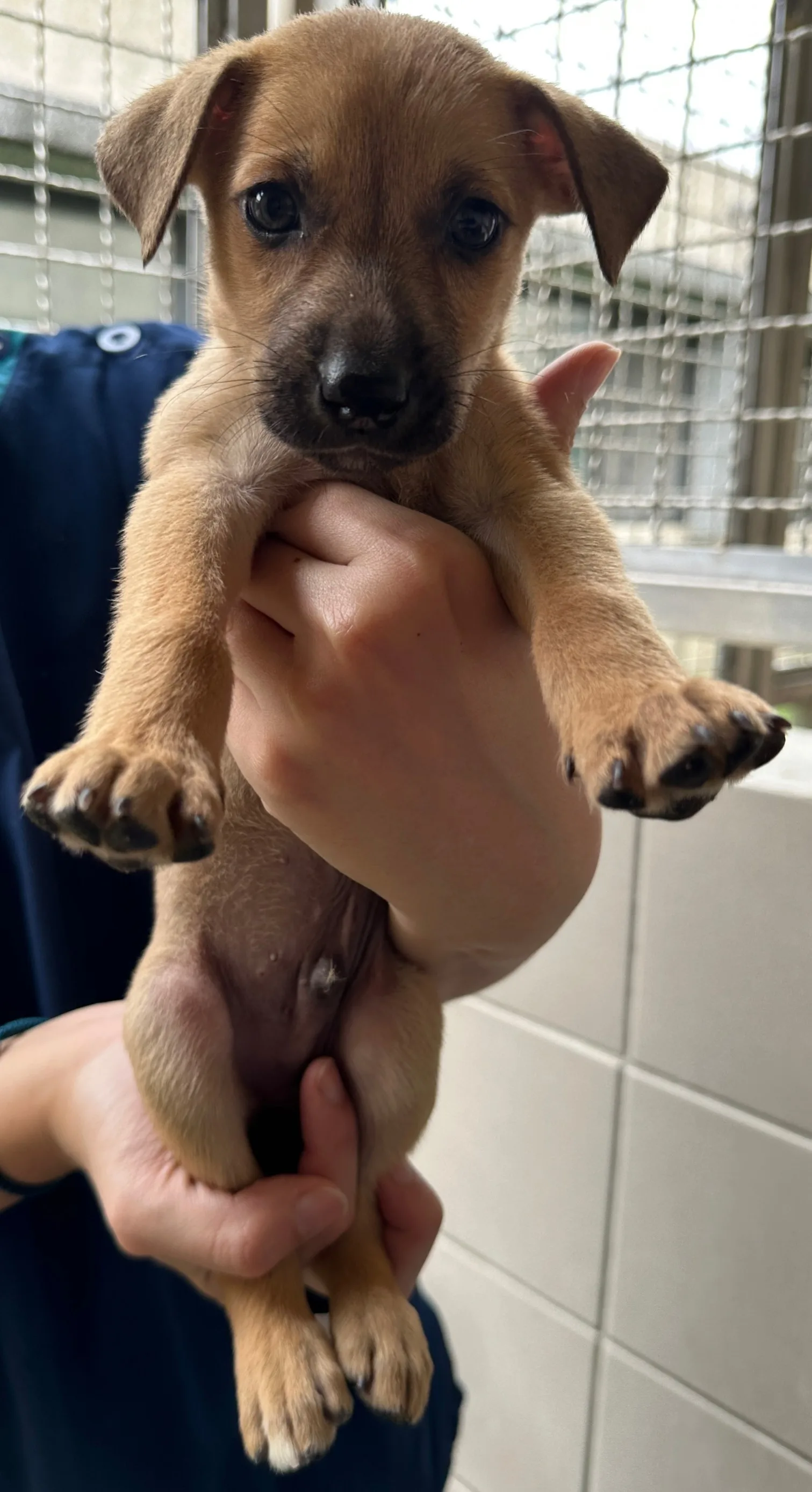 混種犬