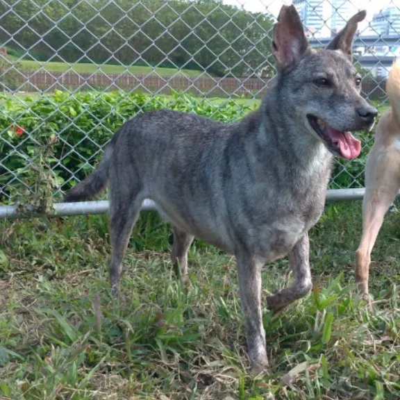 混種犬