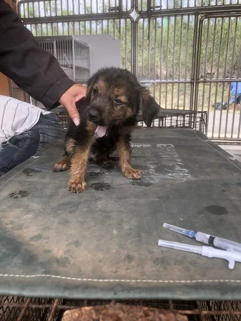 混種犬