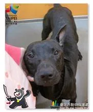 混種犬